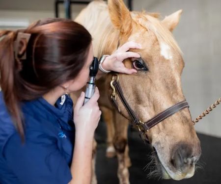 Countryside Equine Hospital