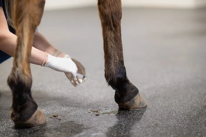 Countryside Equine Hospital Picture 8