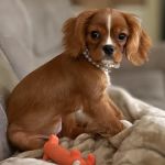 Monroe Veterinary Clinic