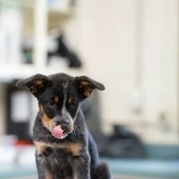 Countryside Animal Hospital ico