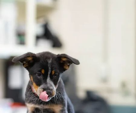Countryside Animal Hospital