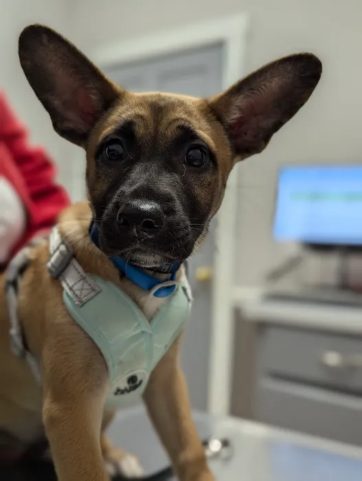 Countryside Animal Hospital Picture 4