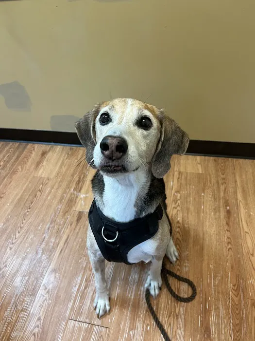 Windy Hill Veterinary Hospital Picture 2