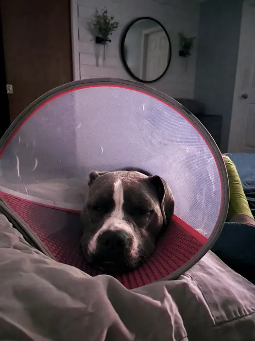 Arista Advanced Pet Care | Atlanta Picture 1