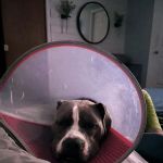 Arista Advanced Pet Care | Atlanta
