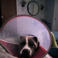 Arista Advanced Pet Care | Atlanta ico