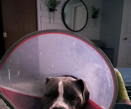 Arista Advanced Pet Care | Atlanta