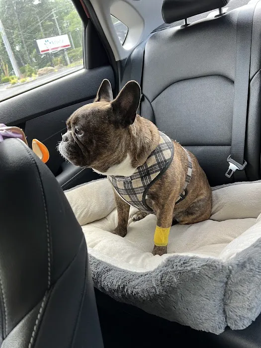 Arista Advanced Pet Care | Atlanta Picture 7