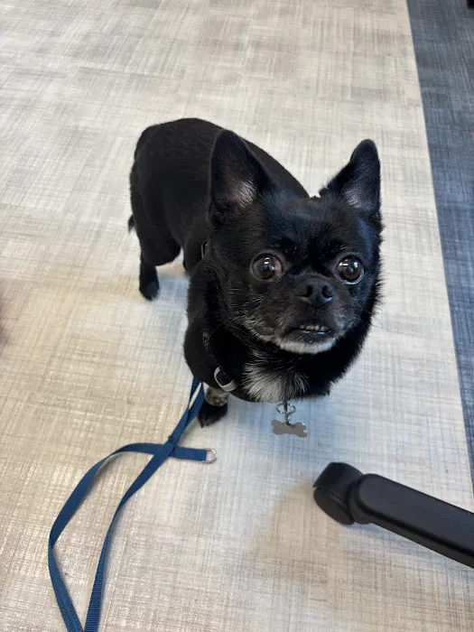 Arista Advanced Pet Care | Atlanta Picture 4
