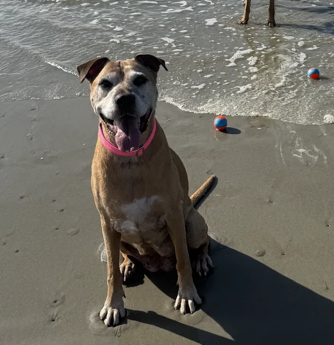 Arista Advanced Pet Care | Atlanta Picture 9