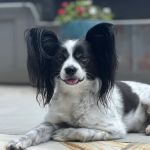 PetSmart Veterinary Services - Smyrna