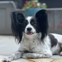 PetSmart Veterinary Services - Smyrna ico