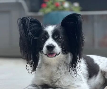 PetSmart Veterinary Services - Smyrna