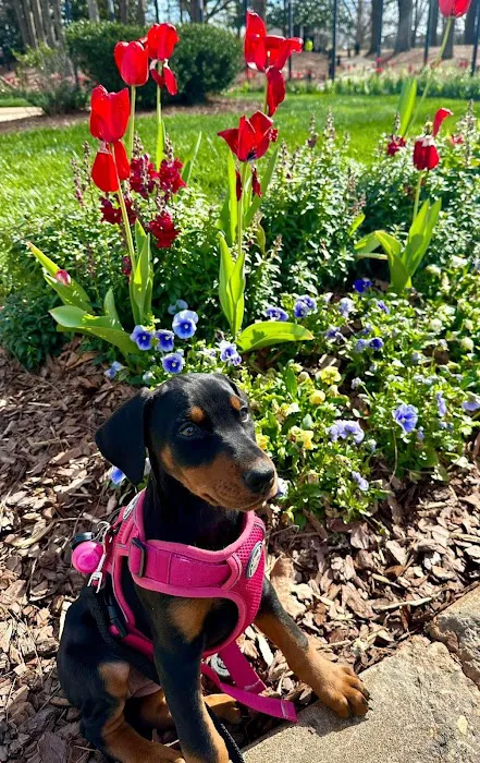 PetSmart Veterinary Services - Smyrna Picture 3