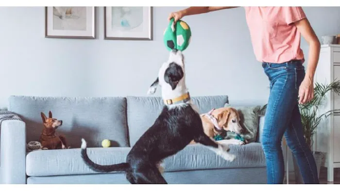 Walmart Pet Services Picture 4