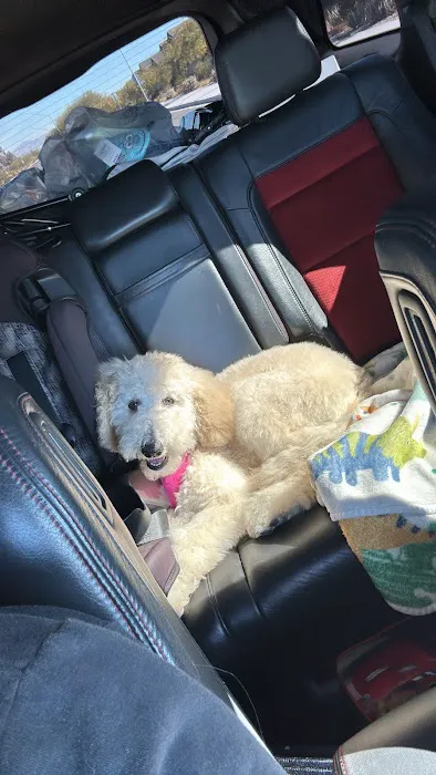 Walmart Pet Services Picture 6