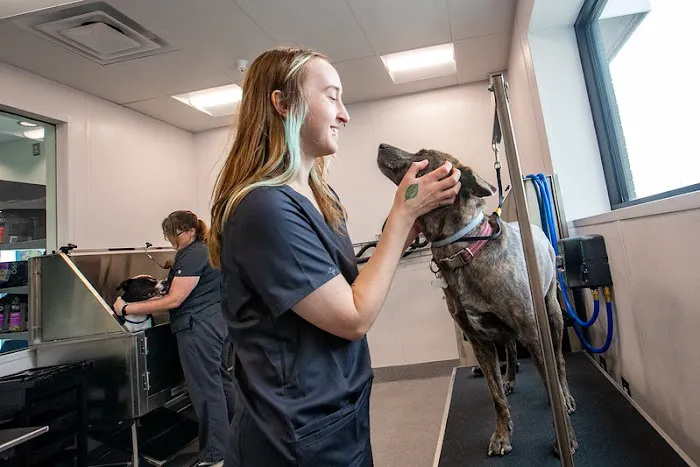 Walmart Pet Services Picture 7