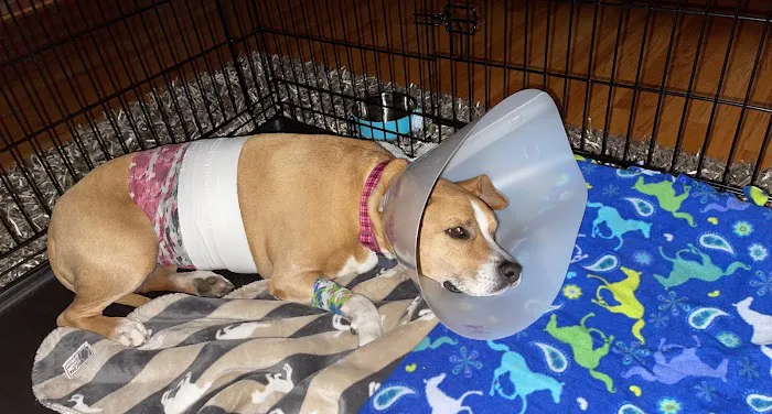 Westside Veterinary Hospital Marietta GA Picture 1
