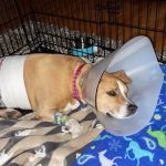 Westside Veterinary Hospital Marietta GA