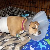 Westside Veterinary Hospital Marietta GA ico