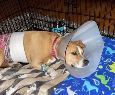 Westside Veterinary Hospital Marietta GA