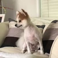 Town & Country West Veterinary ico