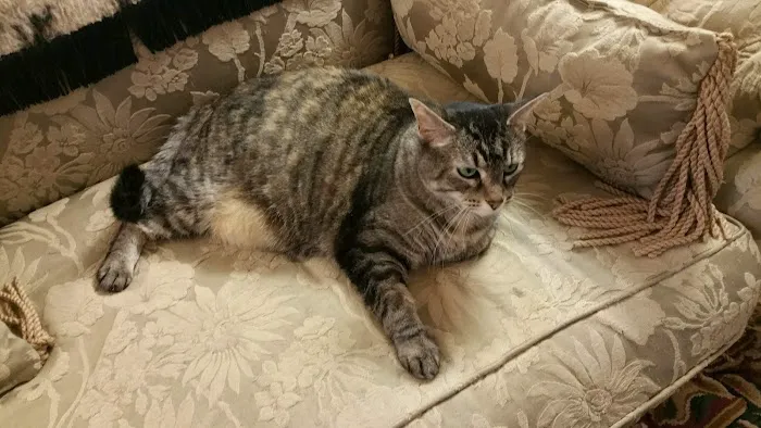 Cat Care Hospital, Inc. Picture 2