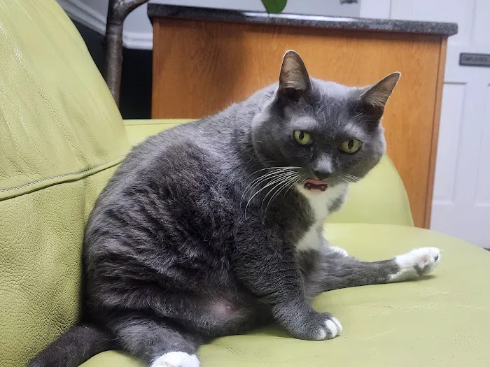 Cat Care Hospital, Inc. Picture 3