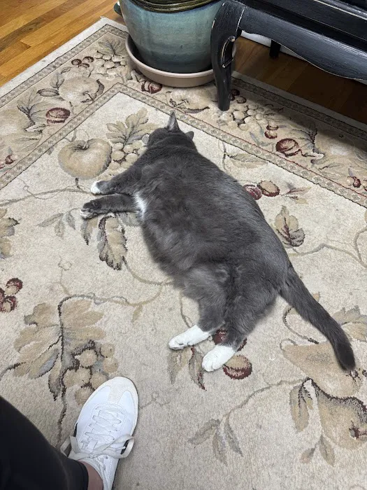 Cat Care Hospital, Inc. Picture 6