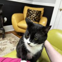 Cat Care Hospital, Inc. ico