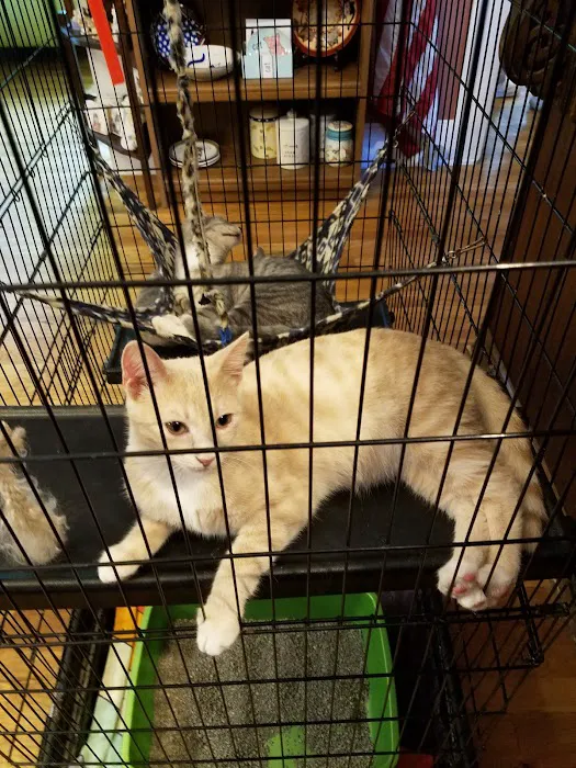 Cat Care Hospital, Inc. Picture 9