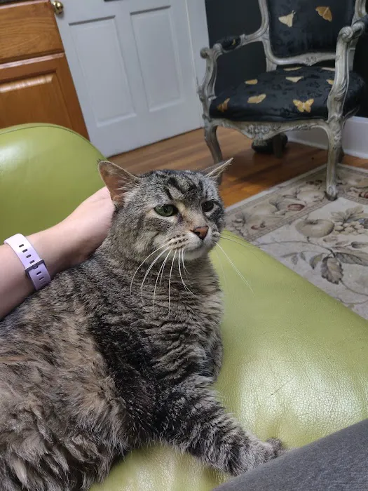 The Cat Doctor, Cat Clinic and Hospital Picture 6
