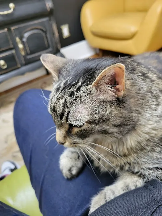The Cat Doctor, Cat Clinic and Hospital Picture 8