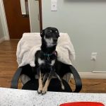 Mills Animal Hospital