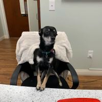 Mills Animal Hospital ico