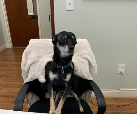 Mills Animal Hospital