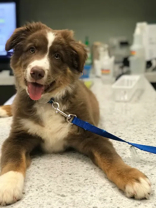 Mills Animal Hospital Picture 9