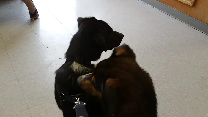 All Pets Vet Hospital Picture 1