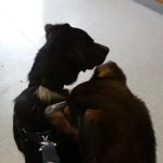 All Pets Vet Hospital