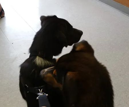 All Pets Vet Hospital