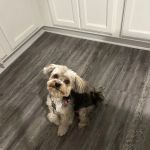 Cedarcrest Animal Hospital
