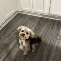 Cedarcrest Animal Hospital ico