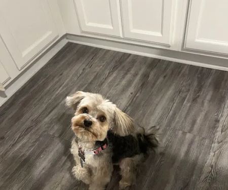 Cedarcrest Animal Hospital