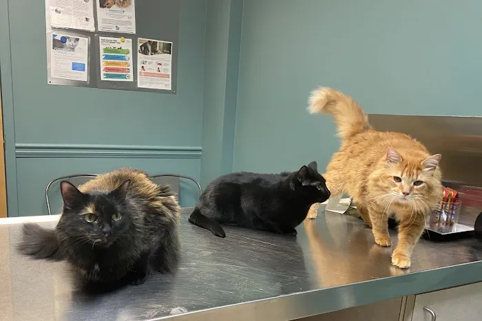 Cedarcrest Animal Hospital Picture 10