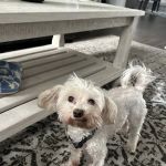 Lawrenceville Animal Care Center