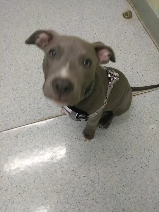 Lawrenceville Animal Care Center Picture 8