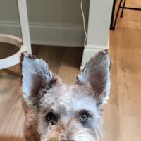 Sugarloaf Animal Hospital ico