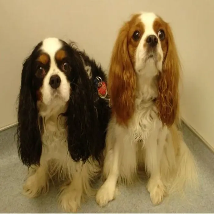 Brookwood Animal Hospital Picture 3