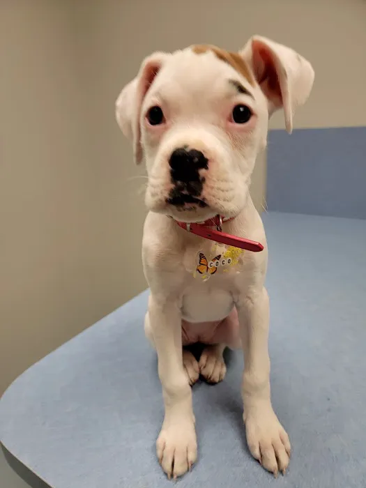 Brookwood Animal Hospital Picture 1