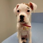 Brookwood Animal Hospital